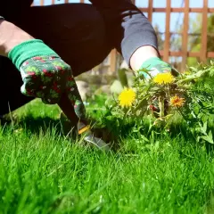 Jak zlikwidować mlecz na trawniku i cieszyć się piękną zielenią