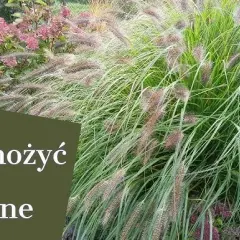 Jak kwitnie trawa – odkryj tajemnice rozmnażania i cyklu życia