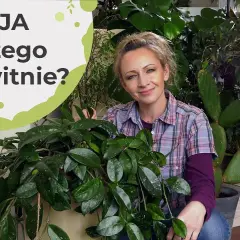 Dlaczego hoja nie kwitnie? Odkryj przyczyny i rozwiązania