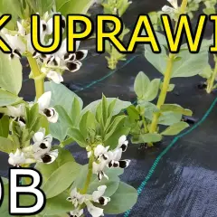 Jak kwitnie bób i co musisz wiedzieć o jego uprawie i pielęgnacji