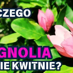Czemu magnolia nie kwitnie? Odkryj najczęstsze przyczyny braku kwiatów