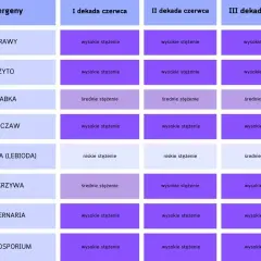 Co kwitnie teraz w Polsce? Zobacz, co może wywołać alergie