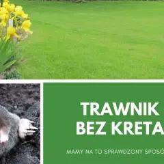 Skuteczne sposoby na krety na trawniku – pozbądź się ich raz na zawsze