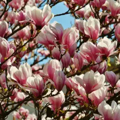 Kiedy kwitną magnolie? Poznaj sekrety ich pięknego kwitnienia
