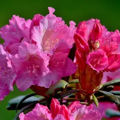 Kiedy kwitną rododendrony? Odkryj tajemnice ich piękna i pielęgnacji