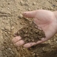 Kiedy obornik na trawnik? Odkryj najlepszy czas na nawożenie
