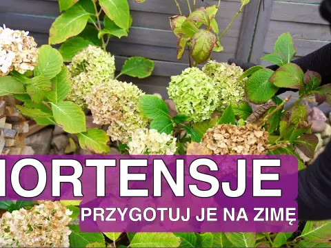 Hortensja ogrodowa: kiedy okrywać na zimę, aby uniknąć przemarznięcia