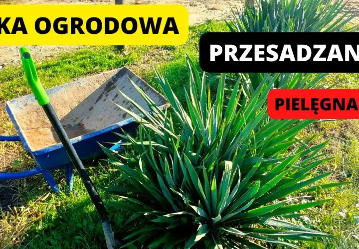 Kiedy sadzić juki ogrodowe, aby uniknąć błędów i marnotrawstwa
