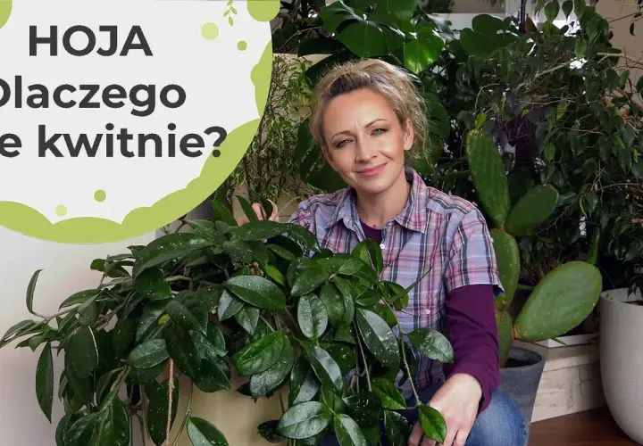 Dlaczego hoja nie kwitnie? Odkryj przyczyny i rozwiązania