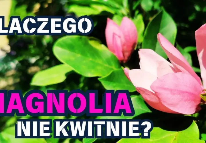 Czemu magnolia nie kwitnie? Odkryj najczęstsze przyczyny braku kwiatów
