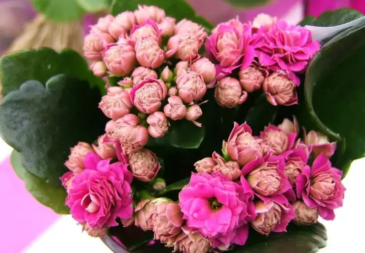 Kalanchoe kiedy kwitnie – poznaj sekrety intensywnego kwitnienia