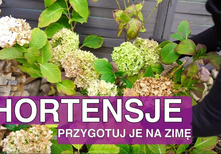 Hortensja ogrodowa: kiedy okrywać na zimę, aby uniknąć przemarznięcia