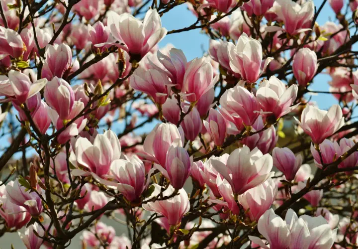 Kiedy kwitną magnolie? Poznaj sekrety ich pięknego kwitnienia