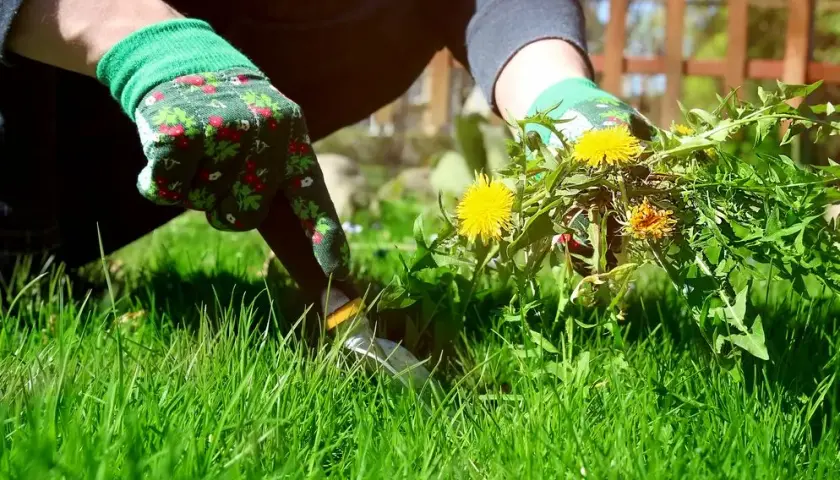 Jak zlikwidować mlecz na trawniku i cieszyć się piękną zielenią
