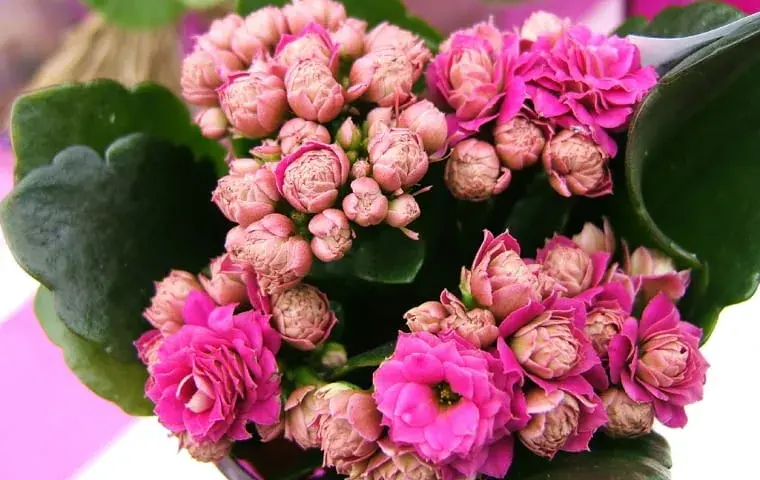 Kalanchoe kiedy kwitnie – poznaj sekrety intensywnego kwitnienia