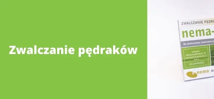 Skuteczne sposoby na zwalczenie pędraków w trawniku bez chemii