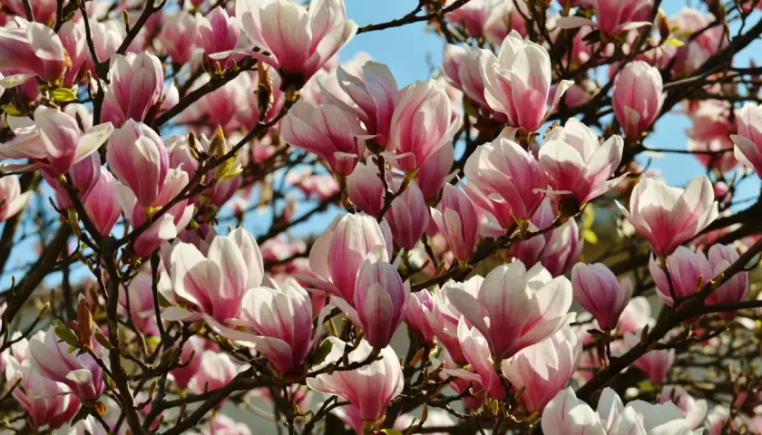 Kiedy kwitną magnolie? Poznaj sekrety ich pięknego kwitnienia
