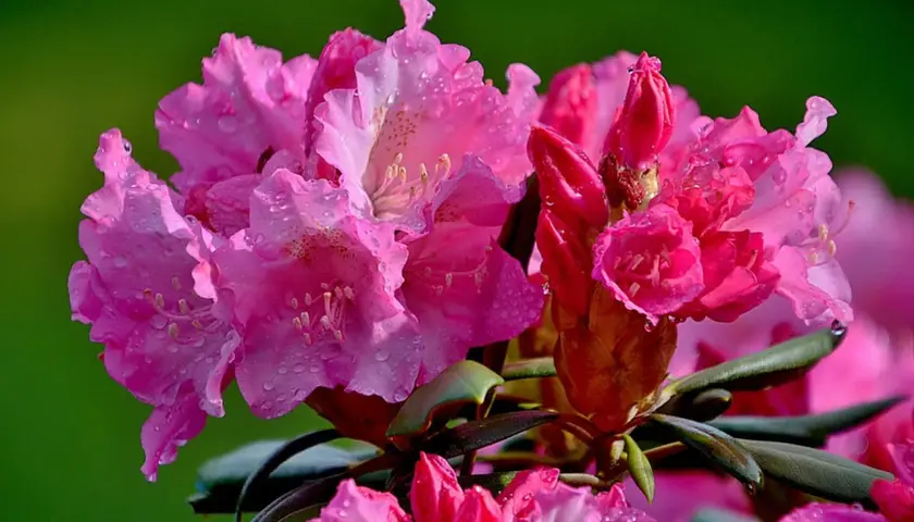 Kiedy kwitną rododendrony? Odkryj tajemnice ich piękna i pielęgnacji