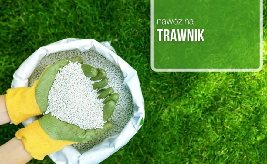 Ile nawozu na m2 trawnika? Odkryj sekrety zdrowego trawnika