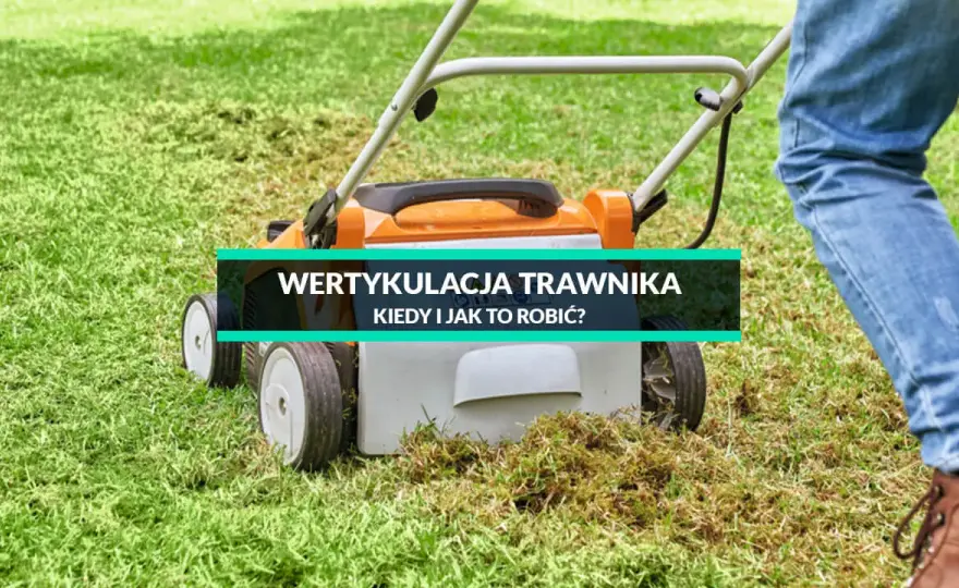 Jak głęboko wertykulować trawnik, aby poprawić jego zdrowie?