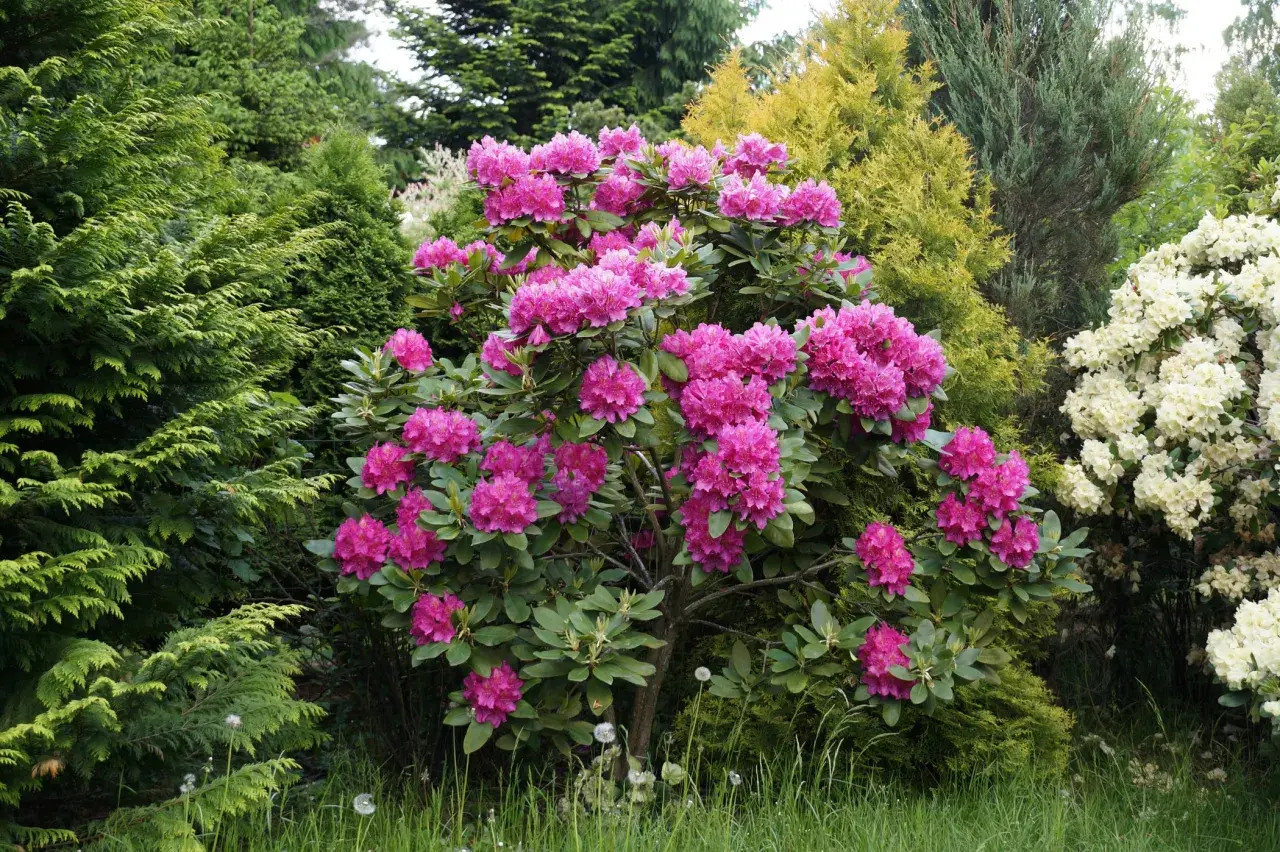 Jak długo kwitną rododendrony? Czas kwitnienia i pielęgnacja roślin