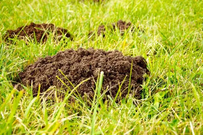Zdjęcie Skuteczne sposoby na krety na trawniku – pozbądź się ich raz na zawsze